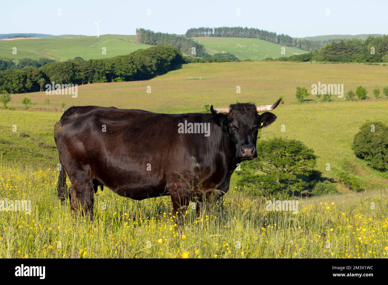 Un suckler noir gallois dans une ferme biologique. Powys, pays de Galles. Juin. Banque D'Images