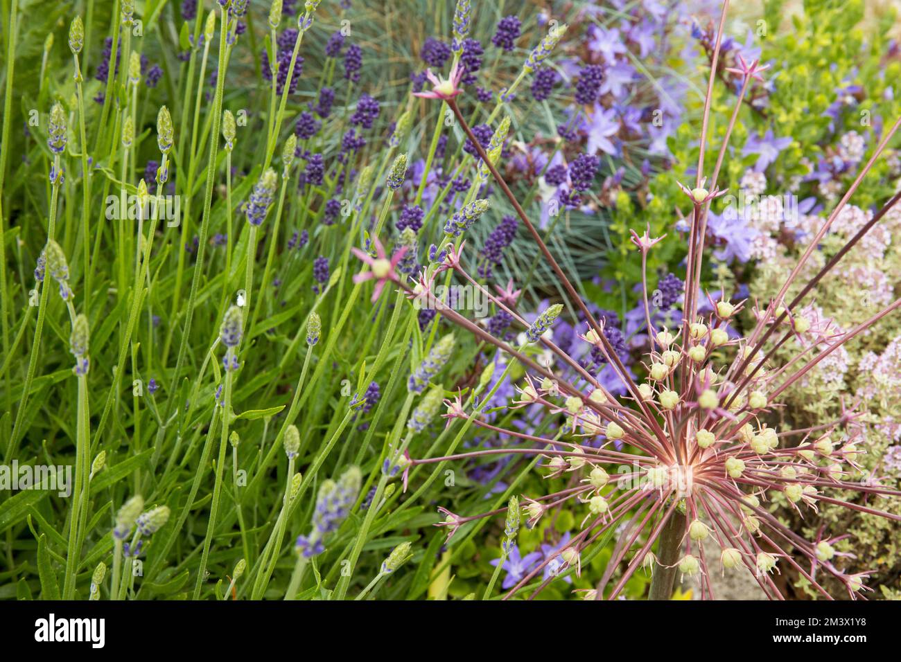 Allium schubertii fleurit entre Lavender et Campanula dans un lit 'méditerranéen' surélevé dans un jardin. Powys, pays de Galles. Juin. Banque D'Images