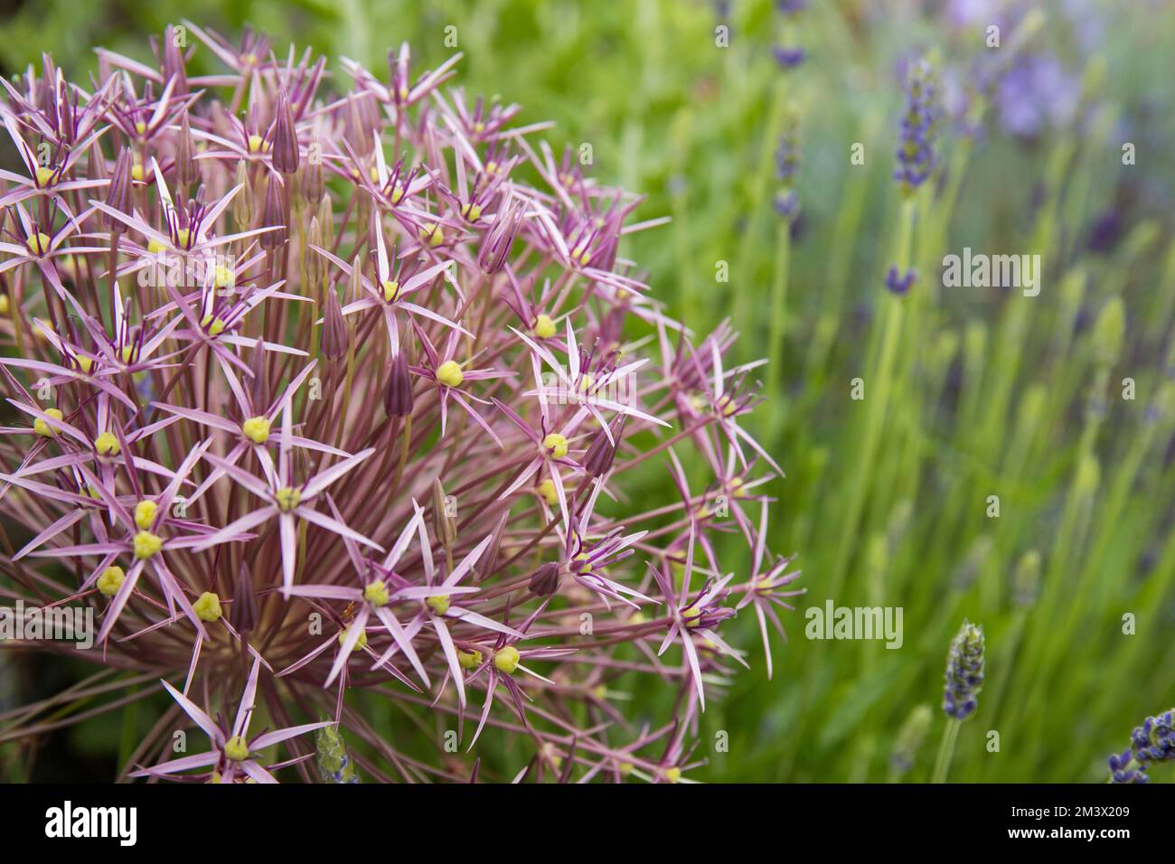 Allium christphii fleurit entre Lavender et Campanula dans un lit 'méditerranéen' surélevé dans un jardin. Powys, pays de Galles. Juin. Banque D'Images