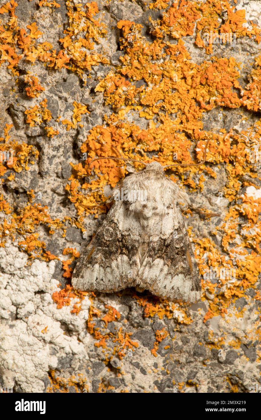 Papillon à large barré (Hecatera bicolorata) reposant sur un mur couvert de lichen. Powys, pays de Galles. Juillet. Banque D'Images
