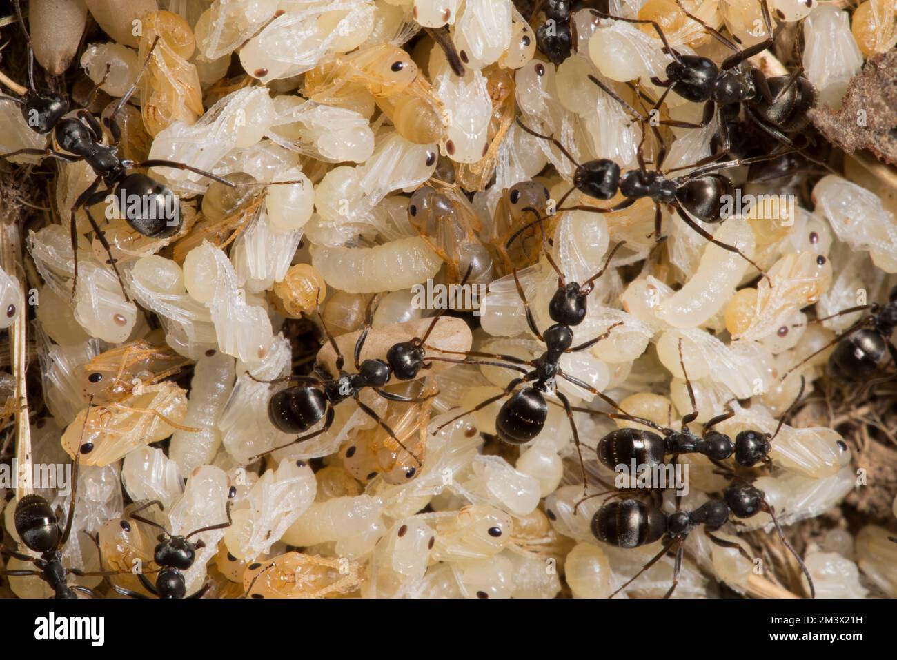 Les fourmis dusky (Formica fusca) travaillent avec des pupes dans un nid. Powys, pays de Galles. Juillet. Banque D'Images