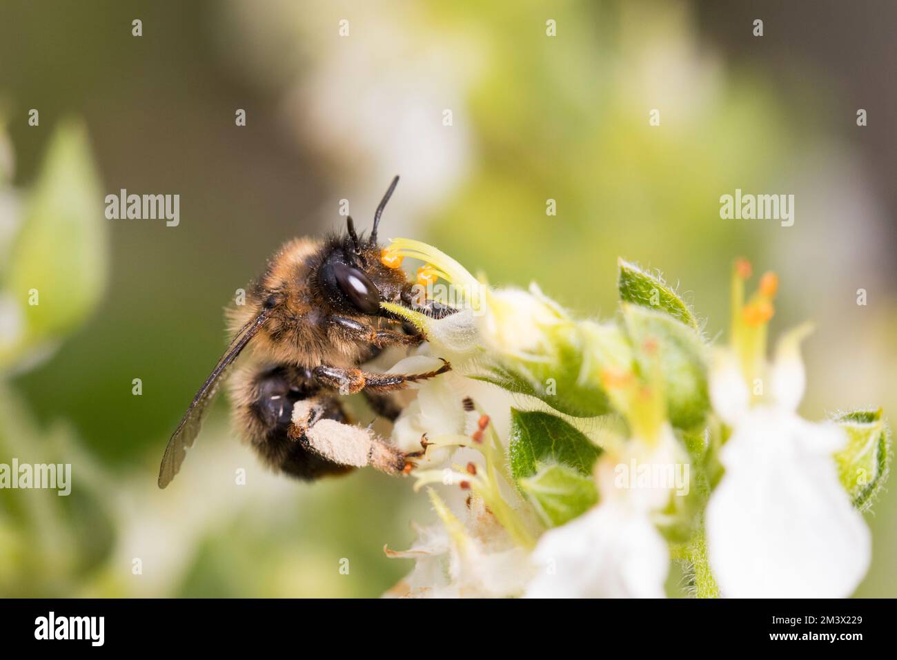 Abeille fleur à queue plate (Anthrophora furcata) femelle collectant le nectar et le pollen des fleurs de Teucrium dans un jardin. Powys, pays de Galles. Juillet. Banque D'Images