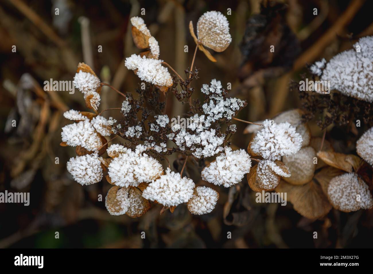 Feuilles et fleurs d'hortensia brunes en hiver, recouvertes de cristaux de glace étincelants et de neige Banque D'Images