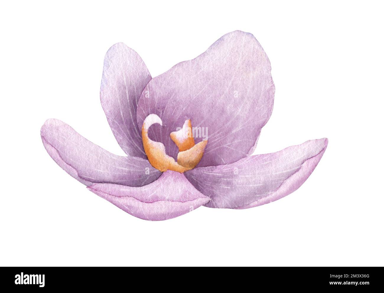 Aquarelle Violet Orchid phalaenopsis Flower. Illustration dessinée à la main d'une plante tropicale rose exotique. Dessin floral sur fond isolé pour cartes de vœux ou motif invitation. Esquisse botanique. Banque D'Images