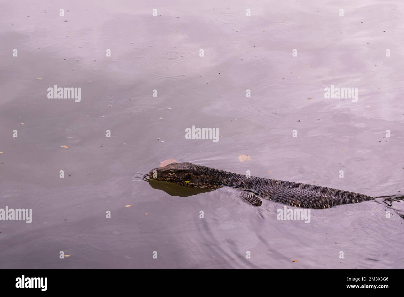 Moniteur d'eau asiatique lézard nageant sur un lac dans le parc Lumphini, Bangkok, Thaïlande Banque D'Images