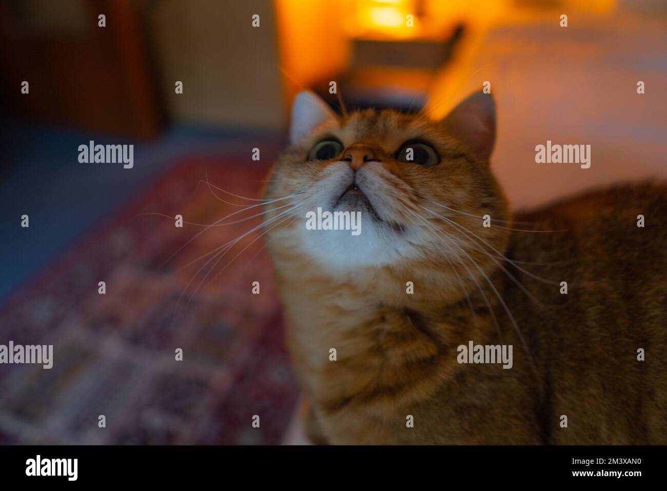 Un gros plan d'un chat tabby orange en regardant vers le haut Banque D'Images