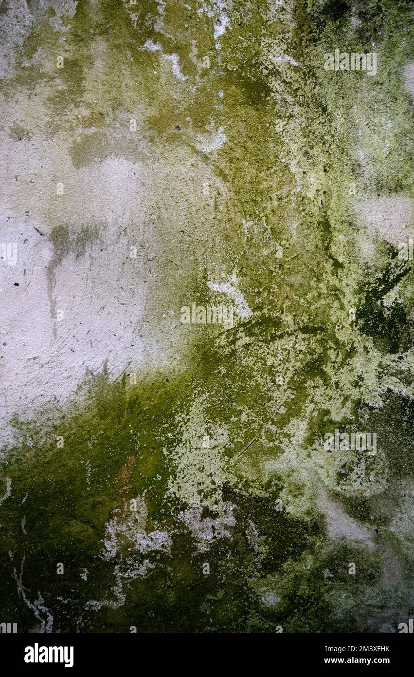Mur en béton recouvert de moisissure verte et de mousse. Banque D'Images
