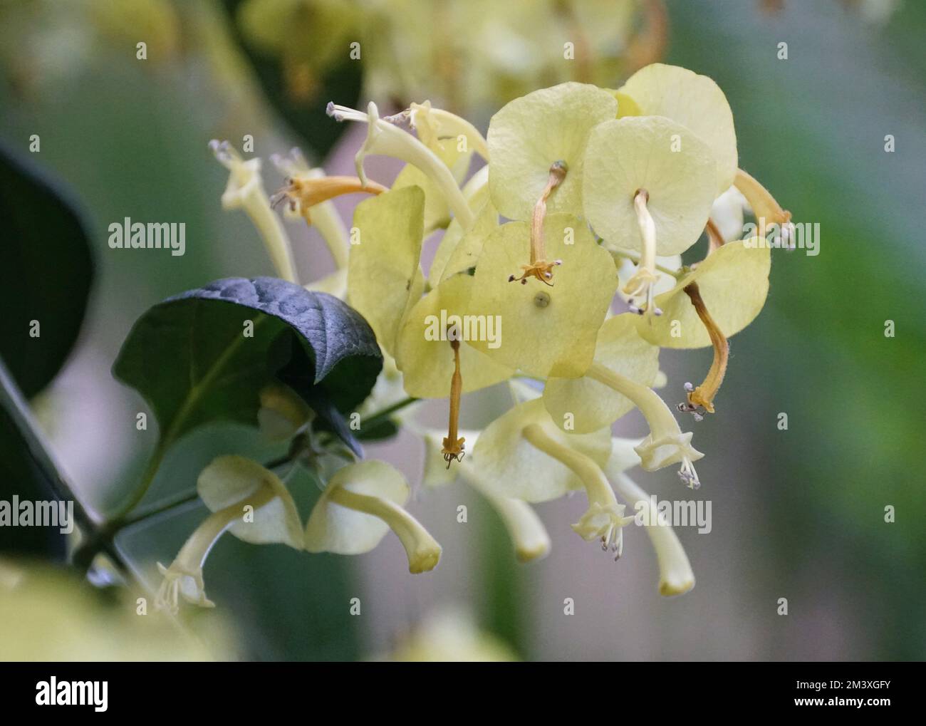 Gros plan de la fleur jaune clair du chapeau chinois 'citrina' avec le nom scientifique Holmskioldia sanguinea Banque D'Images