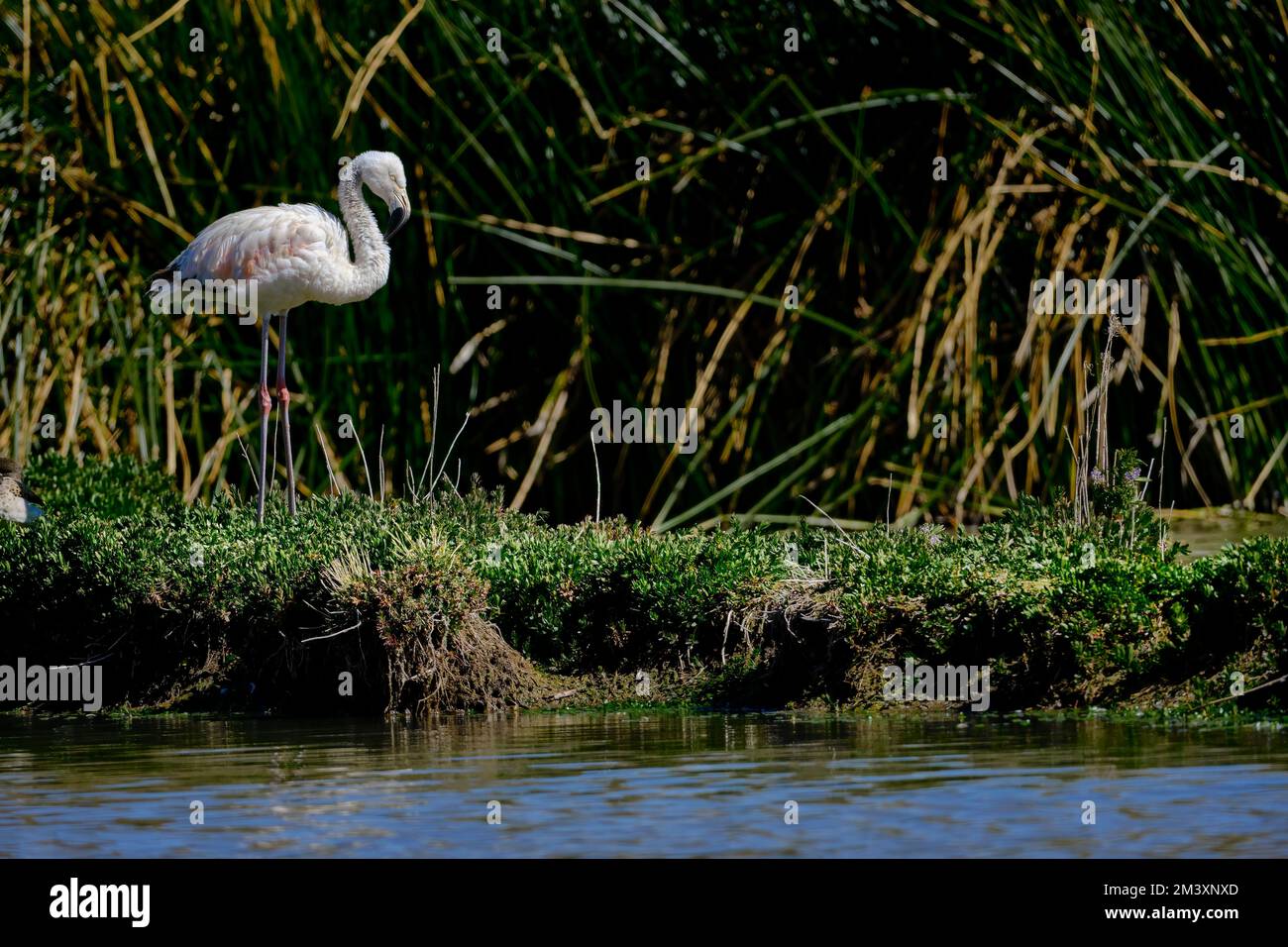 Flamingo chilien (Phoenicopterus chilensis), magnifique flamango perché sur les rives d'un haut lac andin pendant une matinée ensoleillée. Banque D'Images