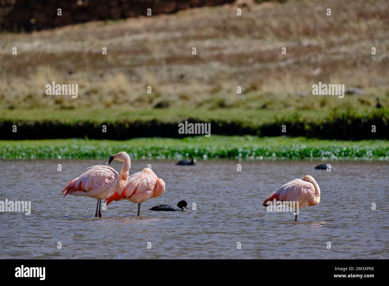 Flamingo chilien (Phoenicopterus chilensis), magnifique flamango perché sur les rives d'un haut lac andin pendant une matinée ensoleillée. Banque D'Images