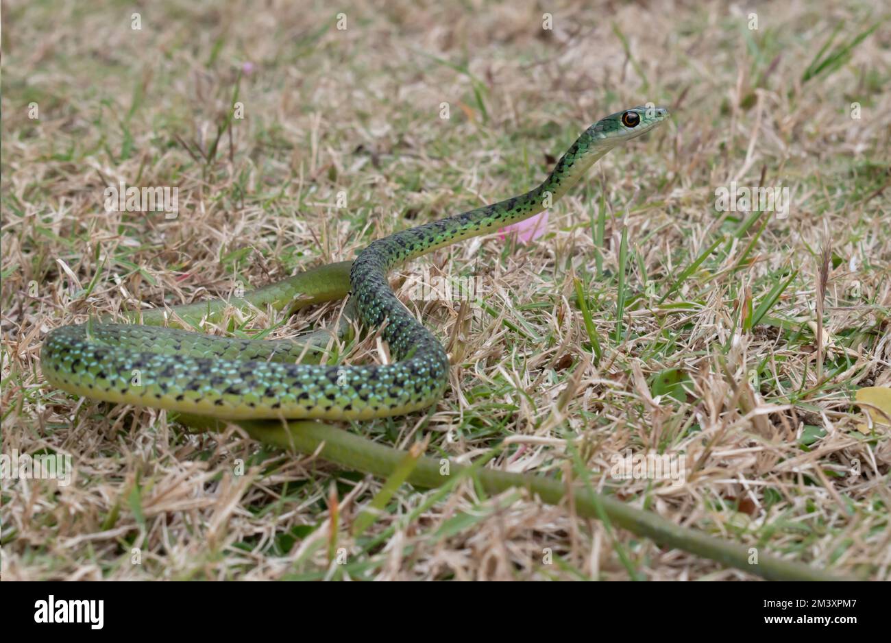 Magnifique serpent de brousse à pois (Philothamnus semivariegatus) Banque D'Images