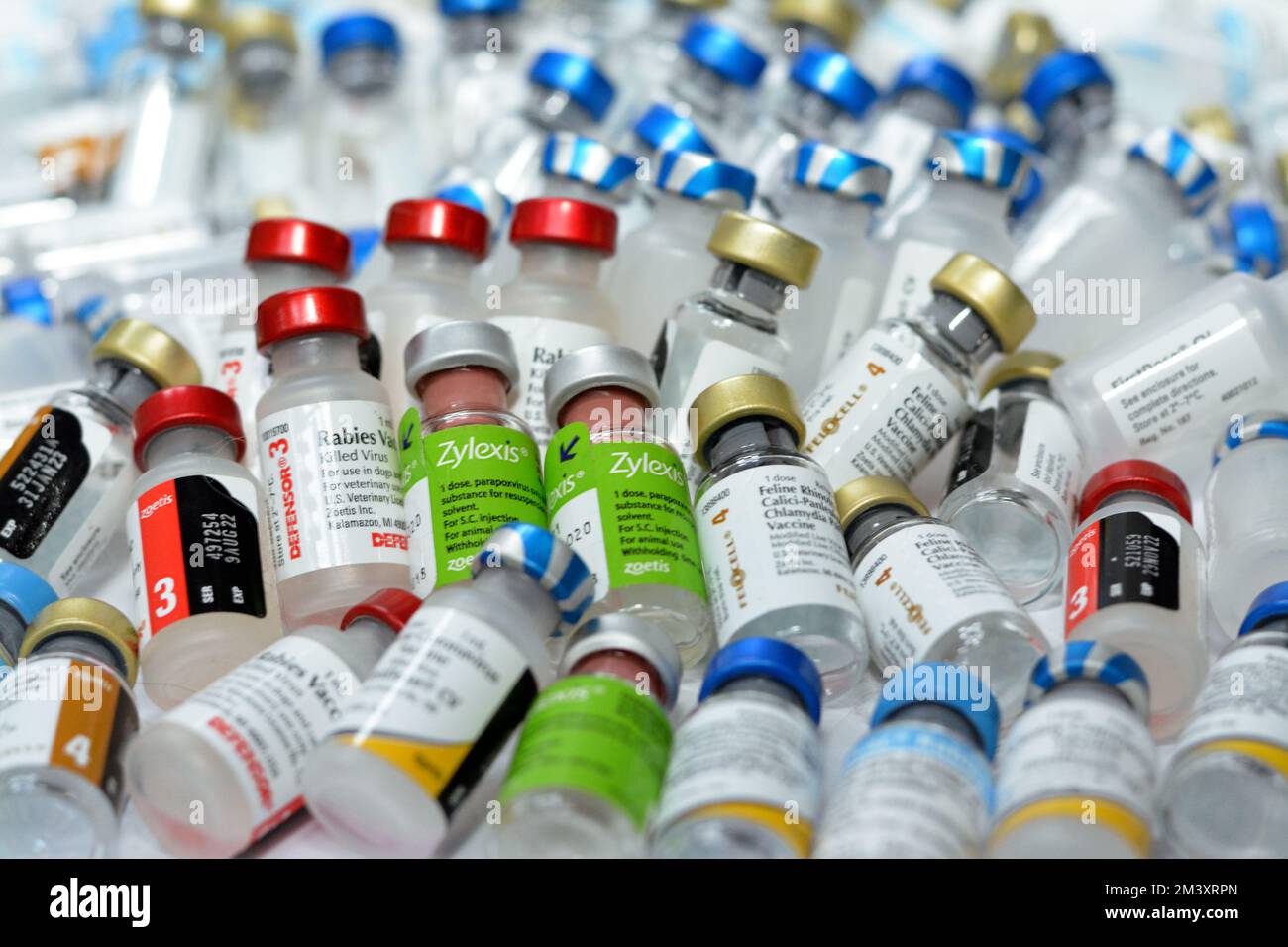 Le Caire, l'Egypte, le 8 décembre 2022: Contexte de divers et différents types de vaccins animaux pour chats, chiens et autres animaux contre divers virus a Banque D'Images