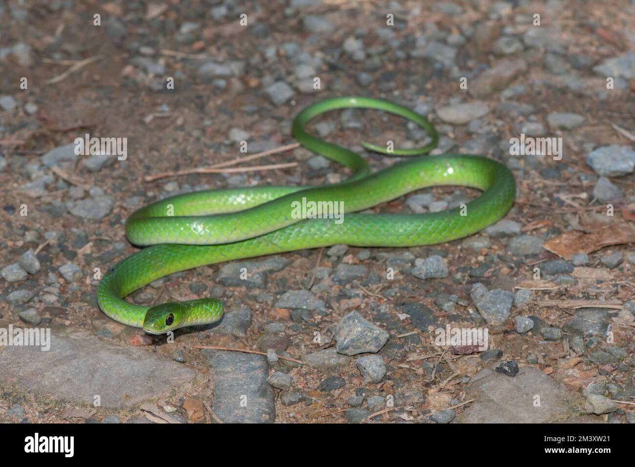 Serpent d'eau vert (Philothamnus hoplogaster) Banque D'Images