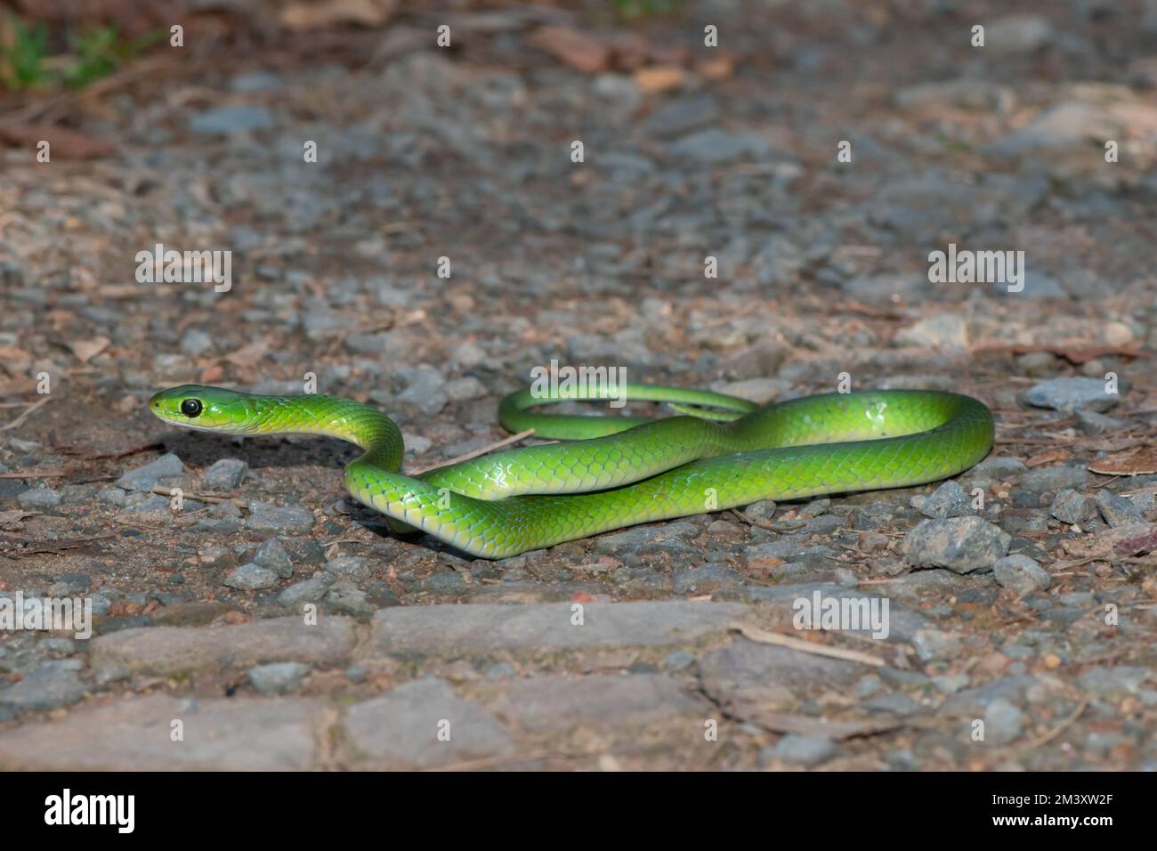 Serpent d'eau vert (Philothamnus hoplogaster) Banque D'Images