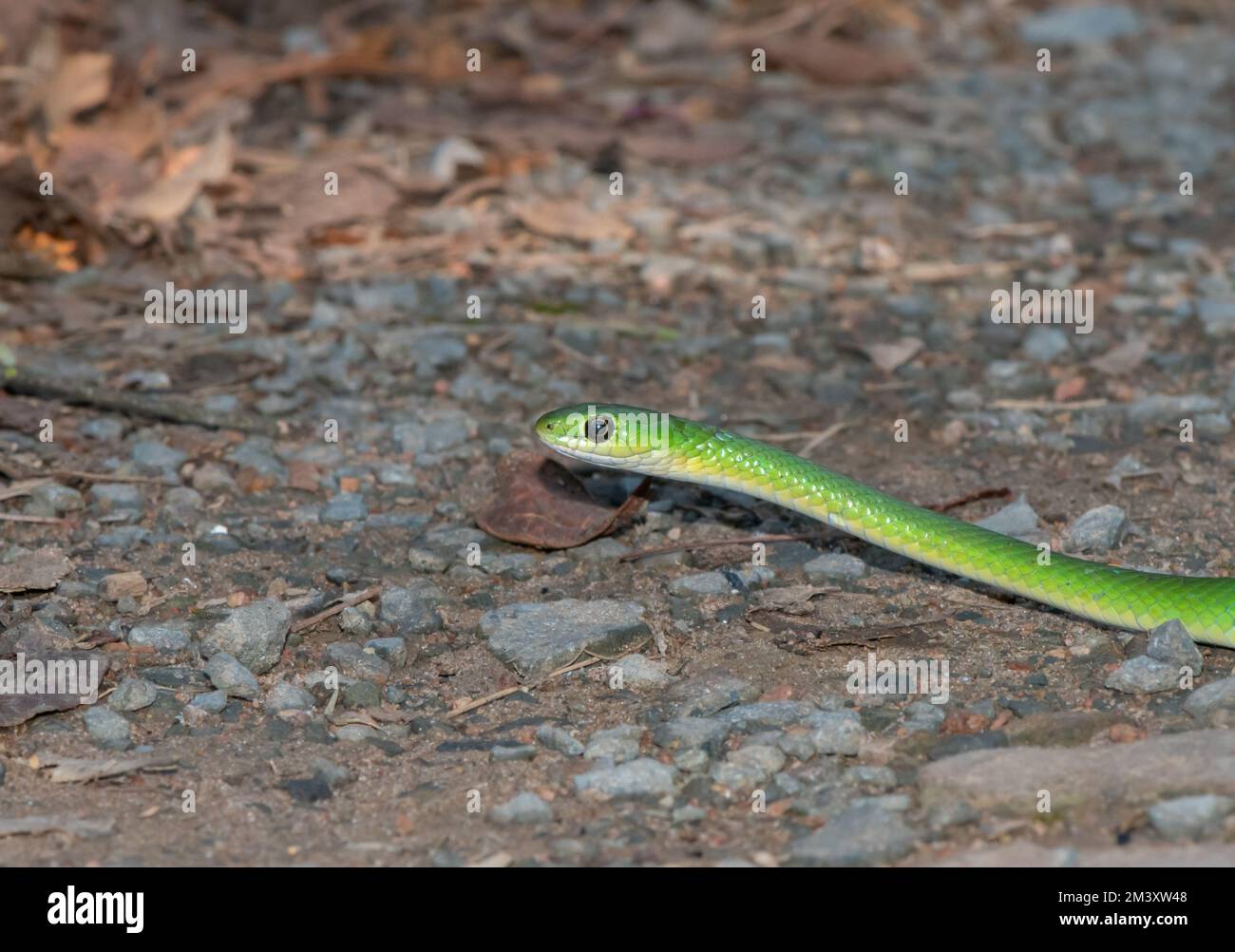 Serpent d'eau vert (Philothamnus hoplogaster) Banque D'Images