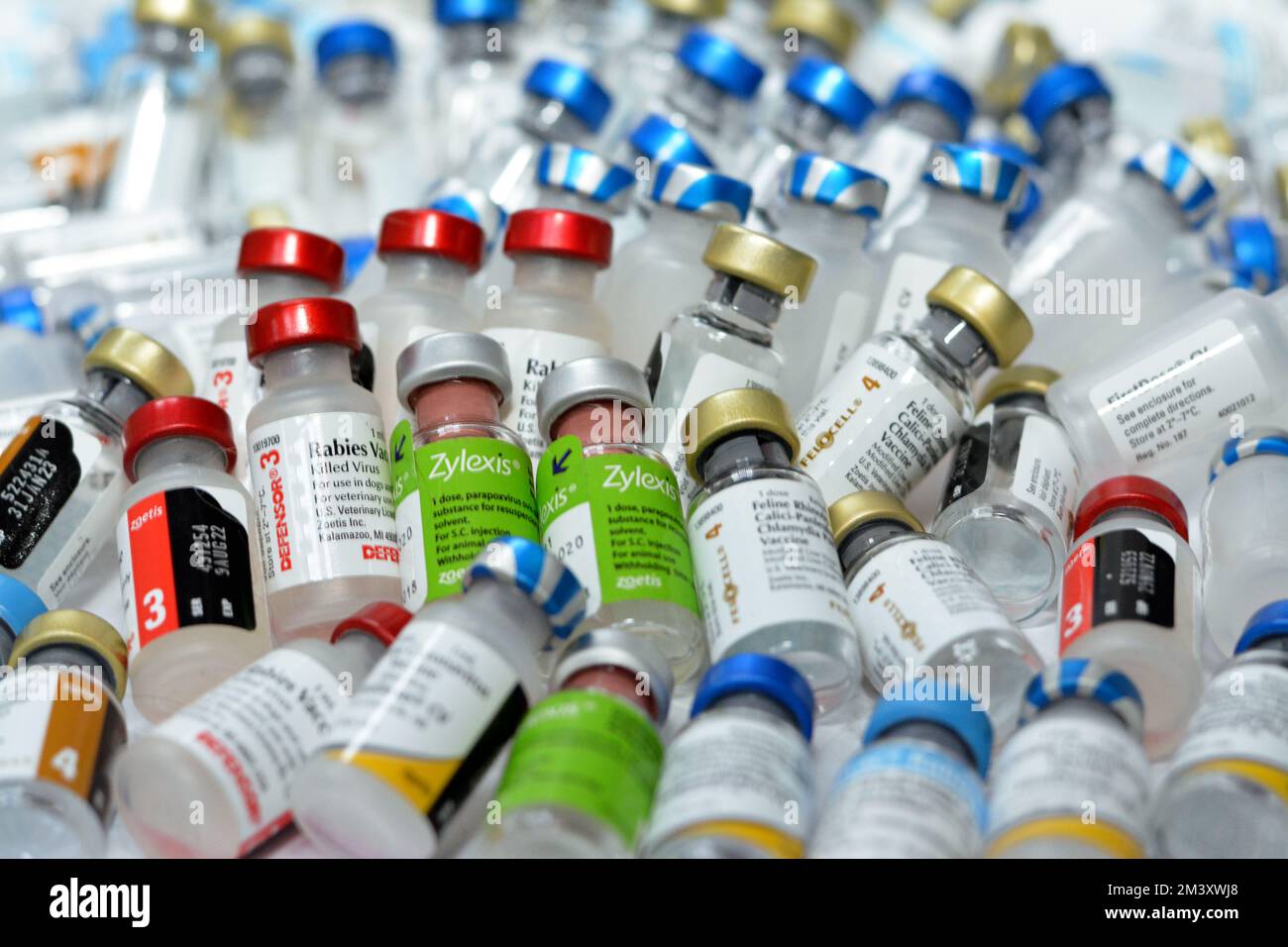 Le Caire, l'Egypte, le 8 décembre 2022: Contexte de divers et différents types de vaccins animaux pour chats, chiens et autres animaux contre divers virus a Banque D'Images