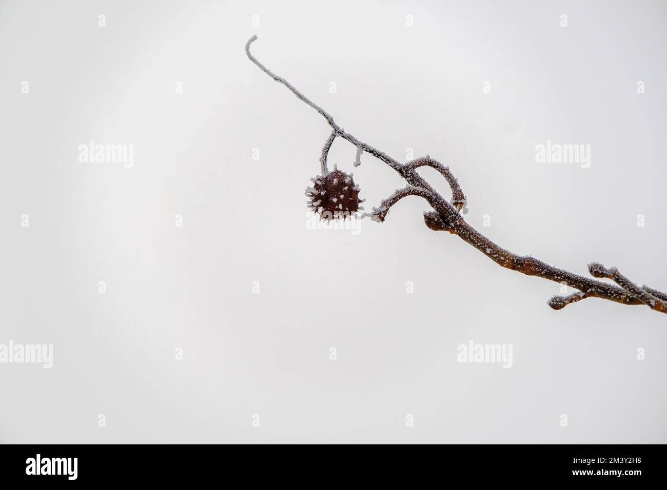 détail d'une branche de châtaignier en hiver. Banque D'Images