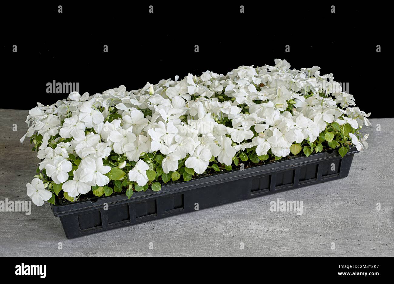 Un plateau pour cellules rempli de plantes impatiens à fleurs blanches. Banque D'Images