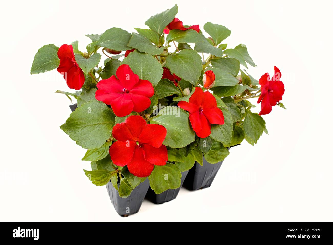 Ensemble de plantes impatiens rouges fleuries. Banque D'Images