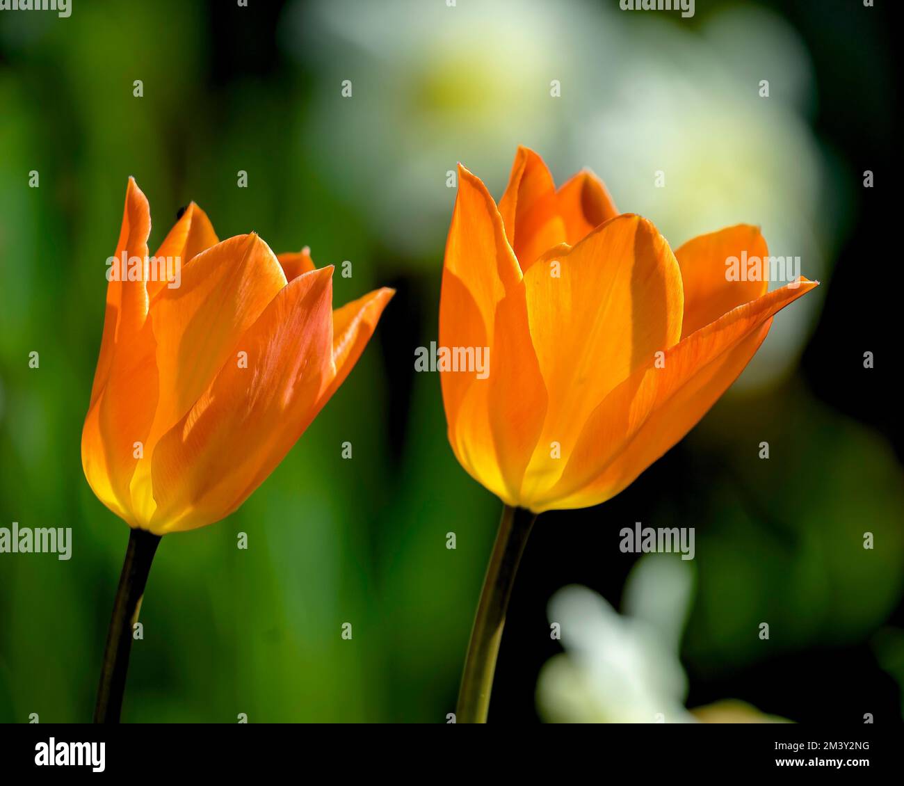 Gros plan d'une tulipe orange dans le jardin de la maison. Banque D'Images