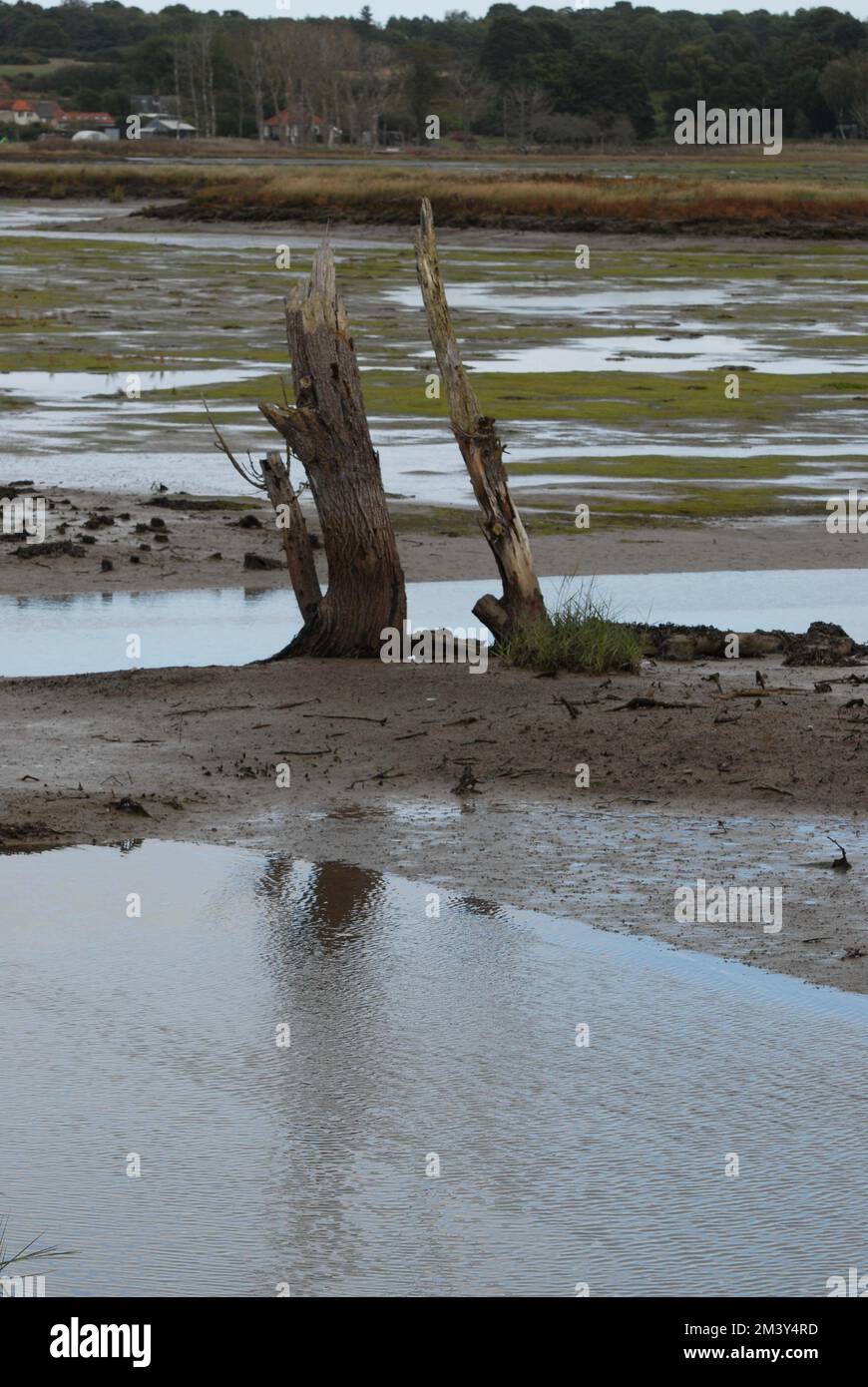 Arbre mort et brouillé au milieu des vasières, Hazelwood Marshes, estuaire de l'ADLE et de l'Ore, Suffolk, 2nd octobre 2022 Banque D'Images