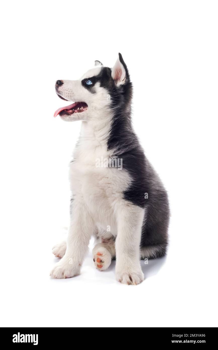 Intéressant joueur petit Husky Siberian avec les yeux bleus, regardant vers le haut Banque D'Images