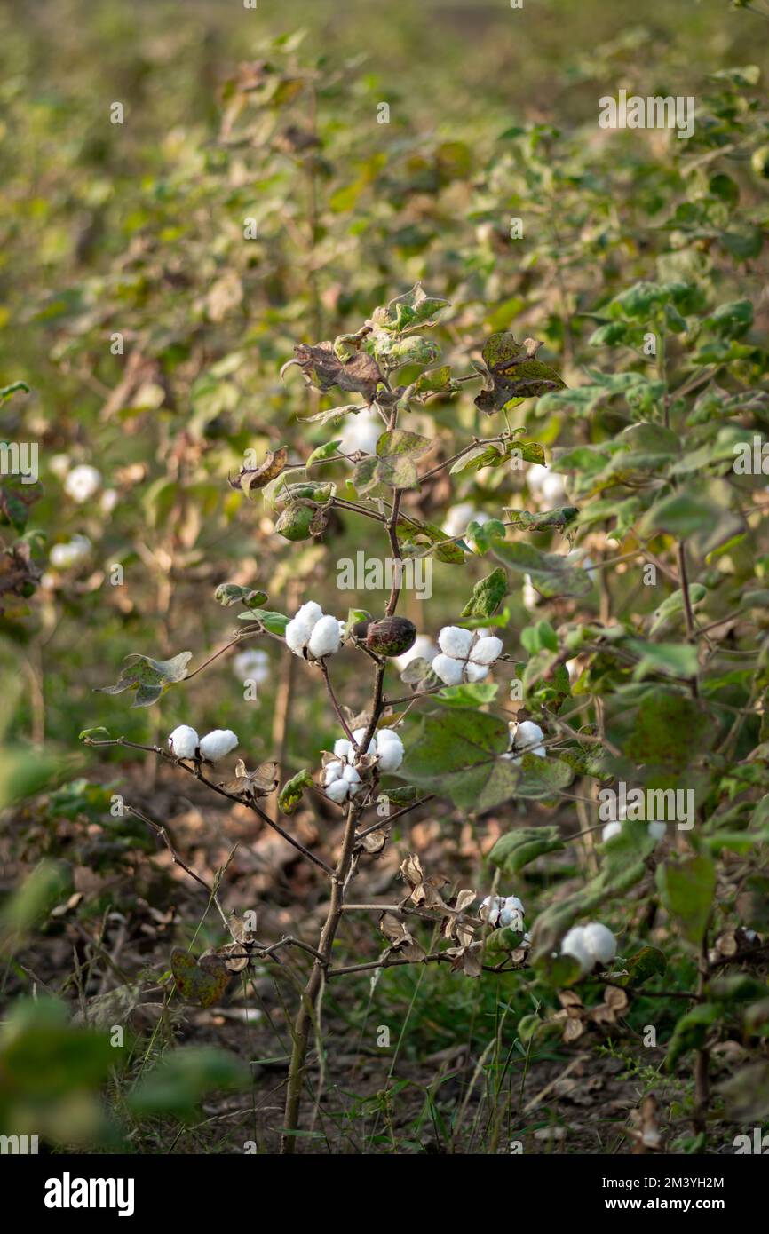 Les pétons de coton sont entièrement mûrs sur les plantes du champ de la ferme de coton. Mise au point sélective utilisée. Banque D'Images