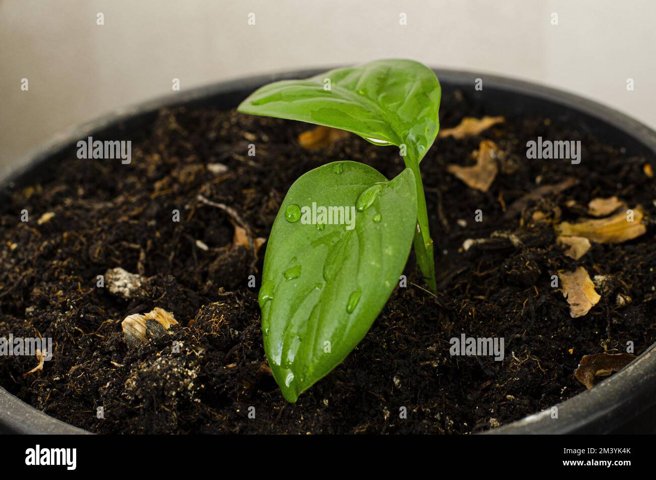 Dieffenbachia, Une vue de face claire d'une feuille verte et humide d'une fleur nouvellement germée dans un pot de fleurs avec sol humide. Mise au point sélective. Banque D'Images