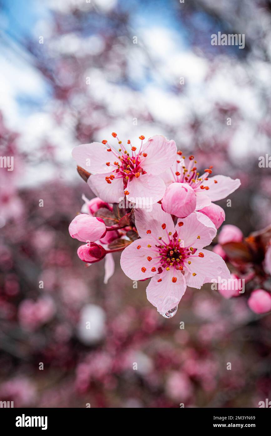 Les fleurs de cerisier japonais Banque D'Images