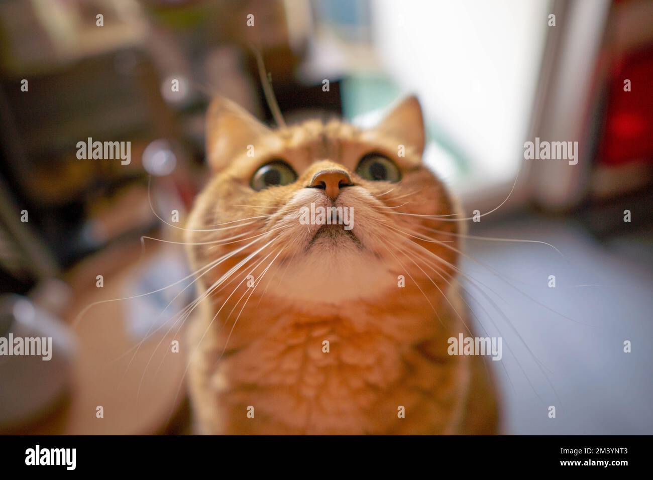 Un gros plan d'un chat tabby orange en regardant vers le haut Banque D'Images