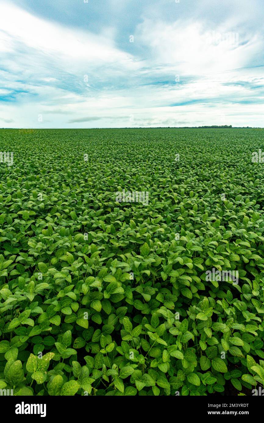 Champs de soja géants, Sinop, Mato Grosso, Brésil Banque D'Images