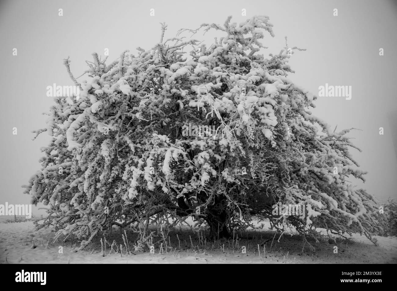 scènes de neige d'hiver avec arbres dépolies Banque D'Images