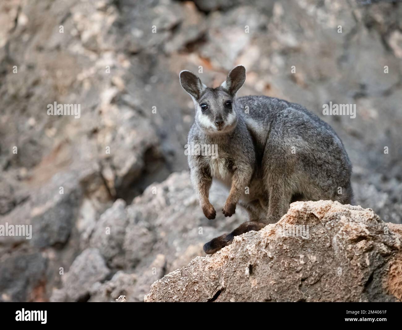 Wallaby de roche à pieds noirs adulte, Petogale lateralis, dans le parc national de Cape Range, Australie occidentale, Australie. Banque D'Images