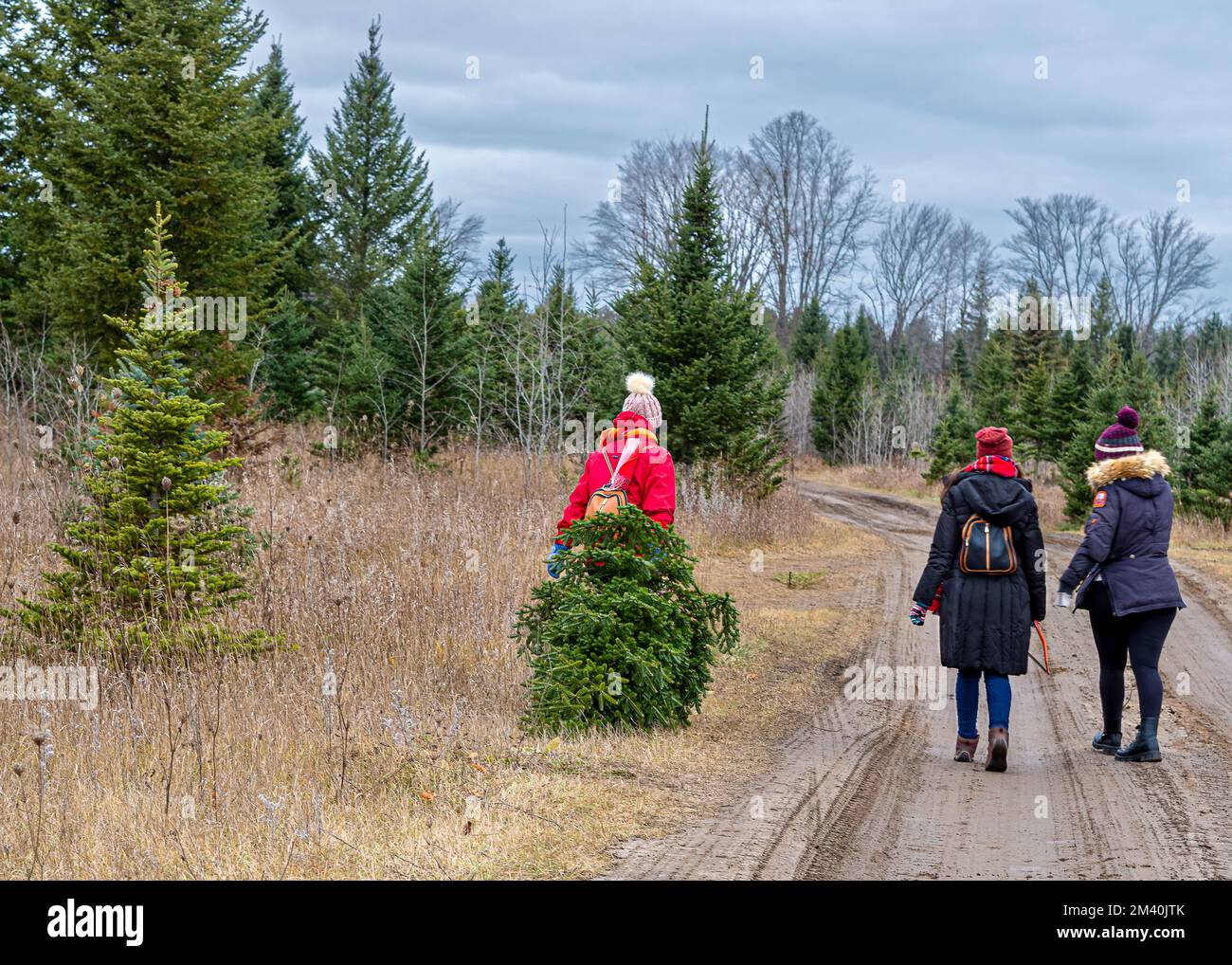 Ferme d'arbres de Noël près de Barrie, Ontario. Recherche du plus beau arbre pour la tradition de Noël. Banque D'Images