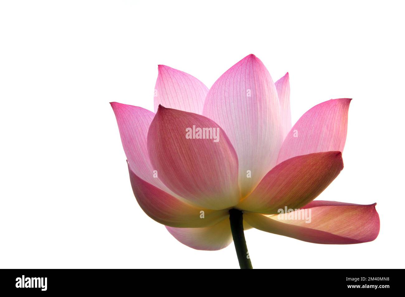 Oranger fleur de lotus dans l'étang Banque D'Images