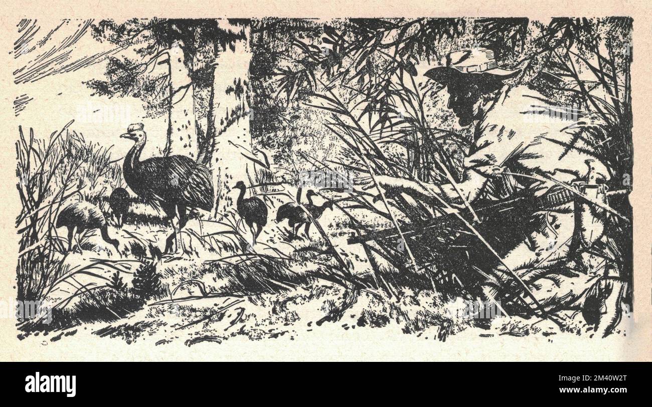 Une casowaries de chasse australienne. Un homme chasse des ragoûts. Ancienne illustration en noir et blanc. Dessin vintage. Illustration par Zdenek Burian. Zdenek Michael Frantisek Burian (11 février 1905 à Koprivnice, Moravie, Autriche-Hongrie 1 juillet 1981 à Prague, Tchécoslovaquie) est un peintre, illustrateur de livres et paléoartiste tchèque dont les travaux ont joué un rôle central dans le développement de la reconstruction paléontologique. À l'origine reconnue uniquement en Tchécoslovaquie natale, la renommée de Burian s'est par la suite étendue à un public international au cours d'une carrière remarquable s'étendant sur six décennies (1930s à 1980s). Il est ORD Banque D'Images