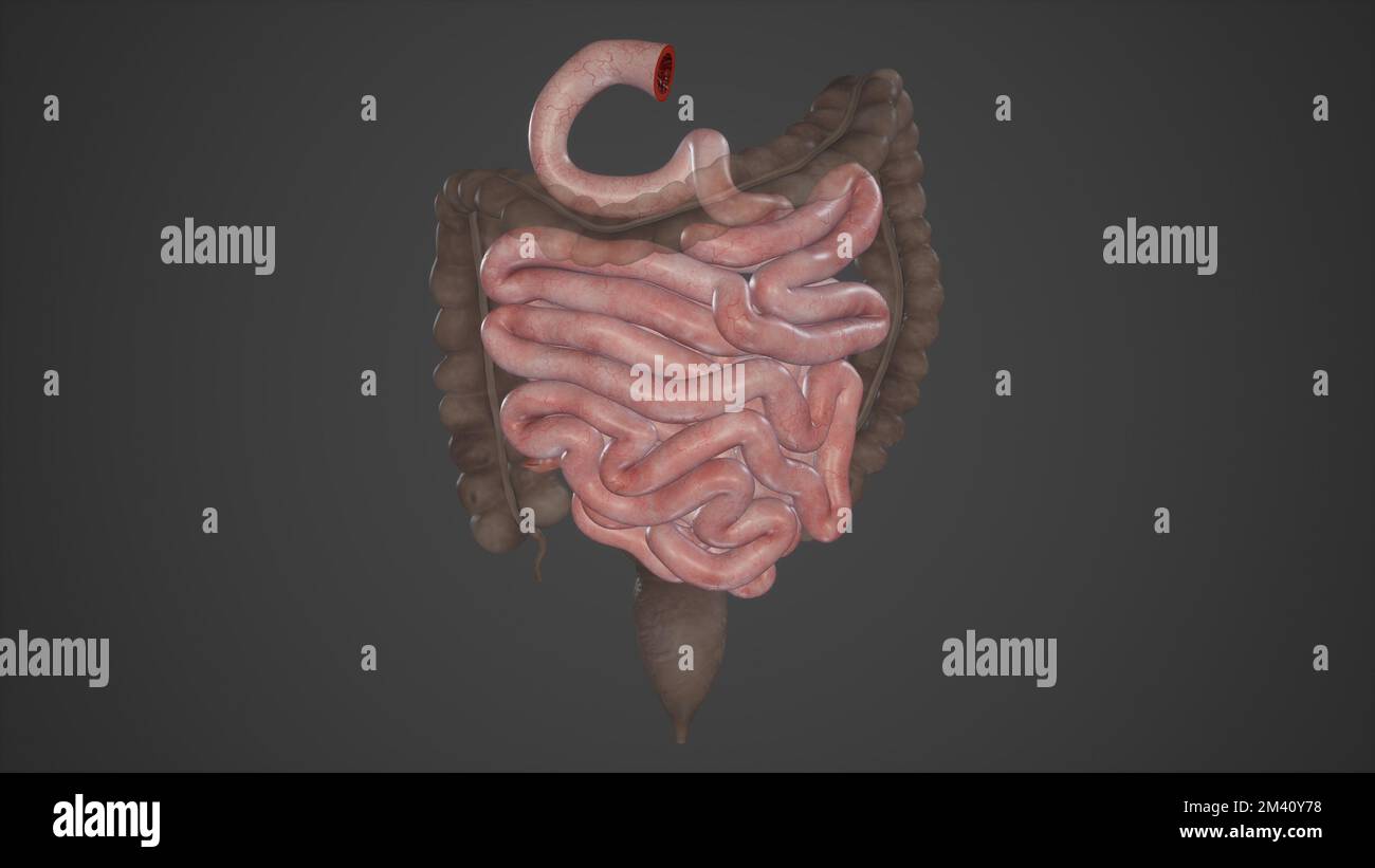 Parties de l'intestin grêle Banque D'Images