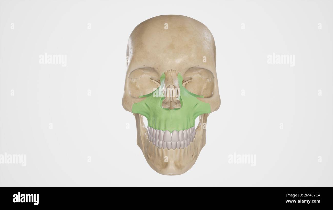 OS maxillaire Banque D'Images
