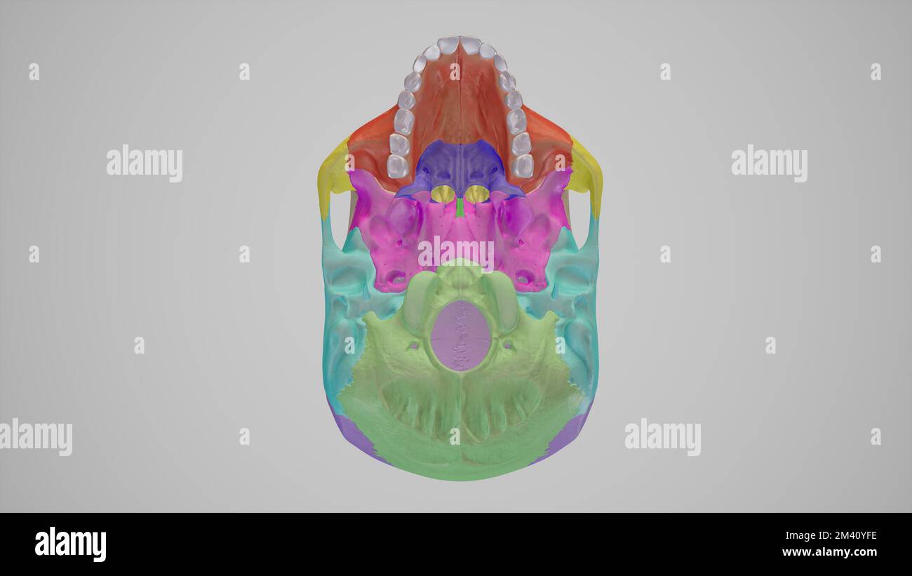 Vue inférieure du crâne Banque D'Images