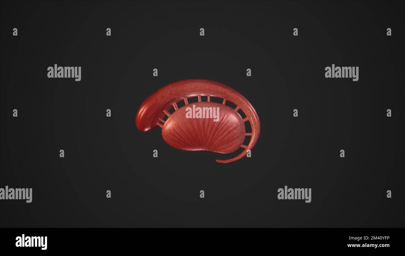 Illustration anatomique du rendu de Corpus striatum.3D Banque D'Images