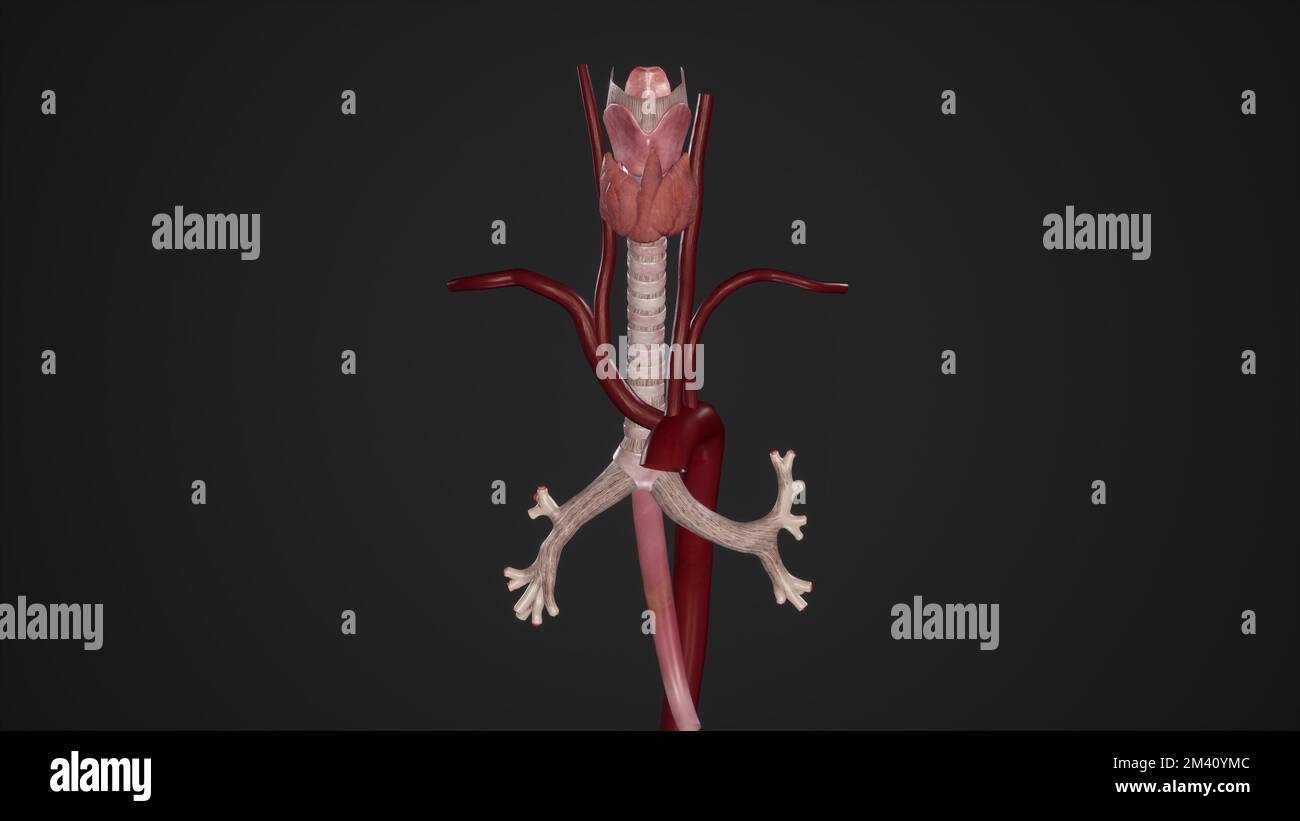 Relation entre l'oesophage, la trachée et le rendu de l'arche aortique.3D Banque D'Images