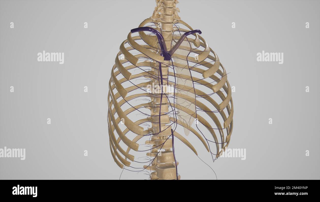 Veines de la paroi thoracique Anatomie Banque D'Images