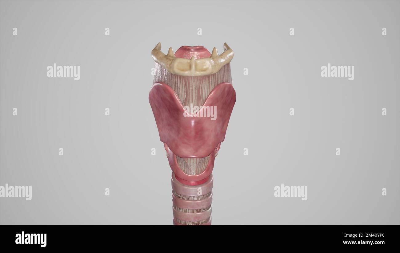 Vue antérieure du larynx Banque D'Images