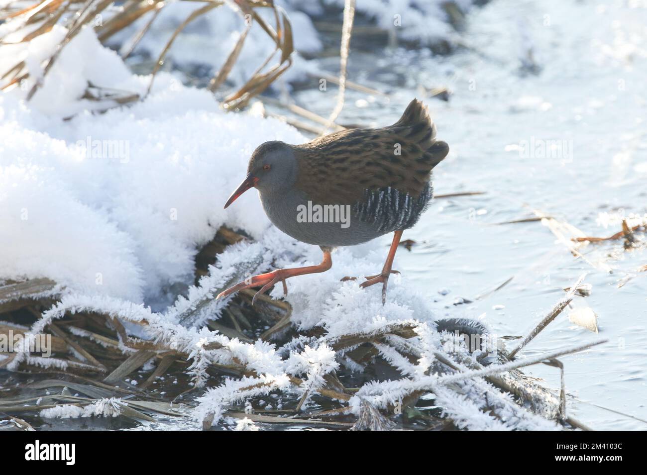 A Water Rail, Rallus aquaticus, un habitant hautement sécrétif de zones humides d'eau douce, marchant à travers un lac gelé dans un lit reedbed searchi recouvert de neige Banque D'Images