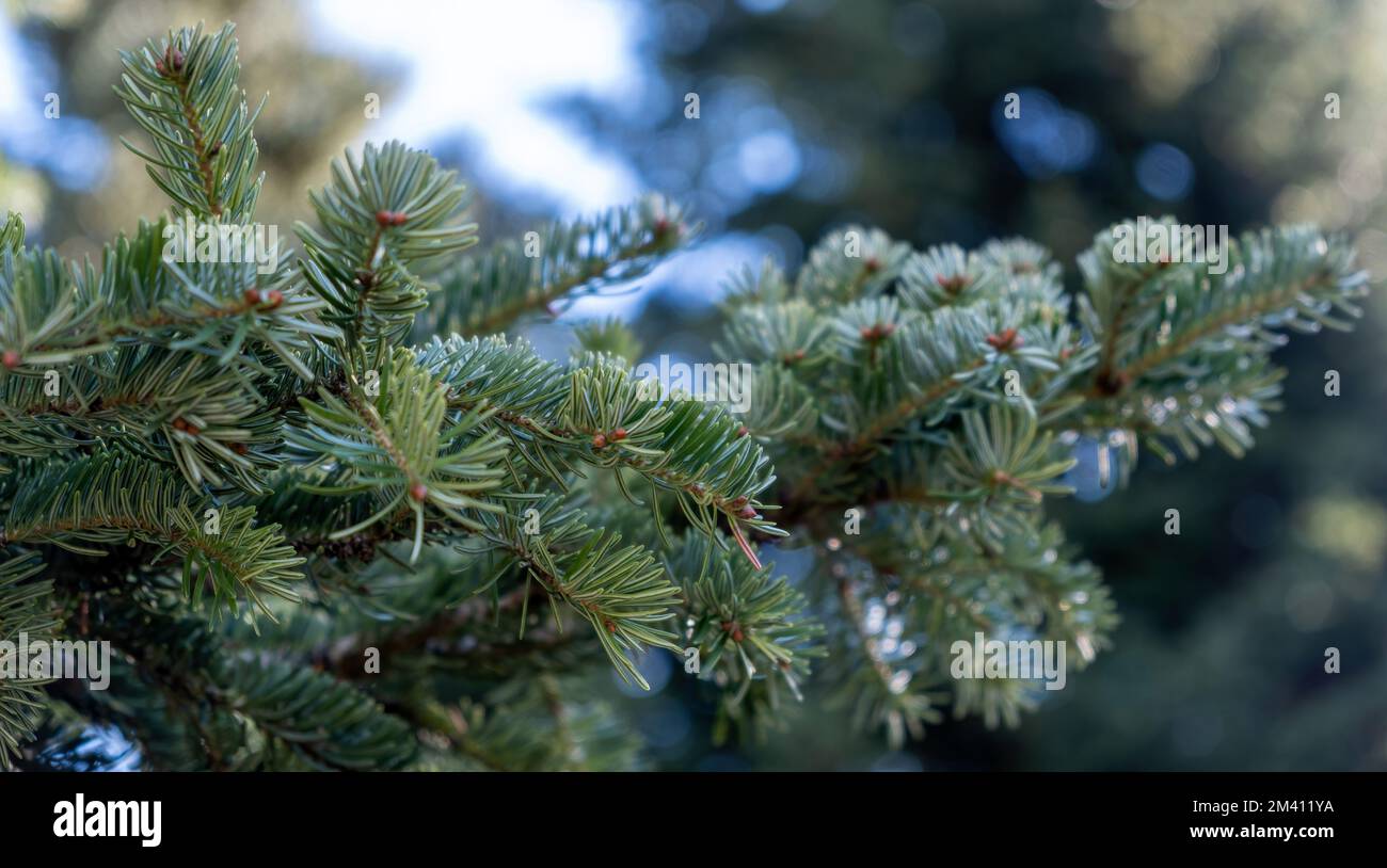 Branche de sapin, aiguille d'épinette, plante conifères à feuilles persistantes, vue rapprochée. Forêt flou usine arrière-plan. Banque D'Images