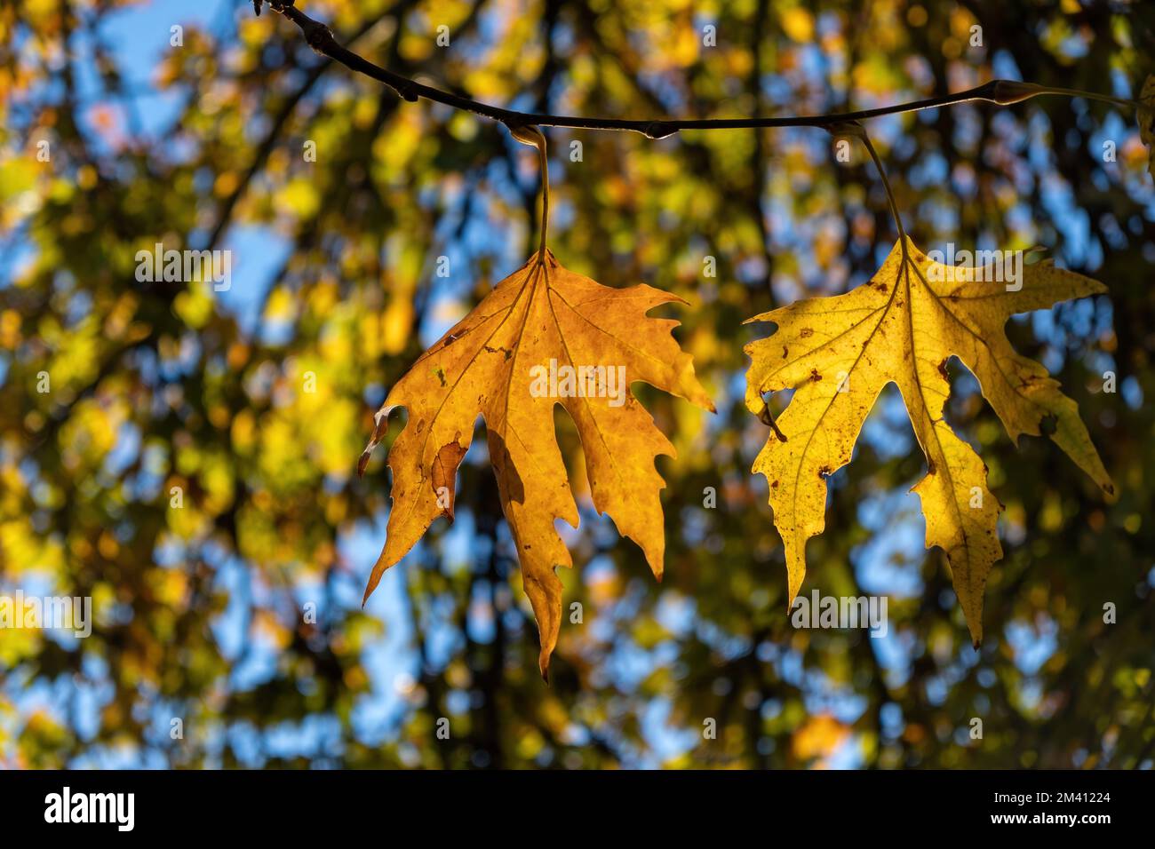 Feuilles d'avion, arbre à feuilles caduques d'érable avec feuillage frais et sec, fond floral d'automne. Jour ensoleillé, ciel bleu Banque D'Images