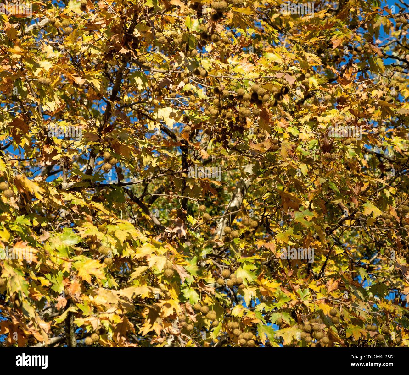 Feuilles d'avion, arbre à feuilles caduques d'érable avec feuillage frais et sec, fond floral d'automne. Jour ensoleillé, ciel bleu Banque D'Images