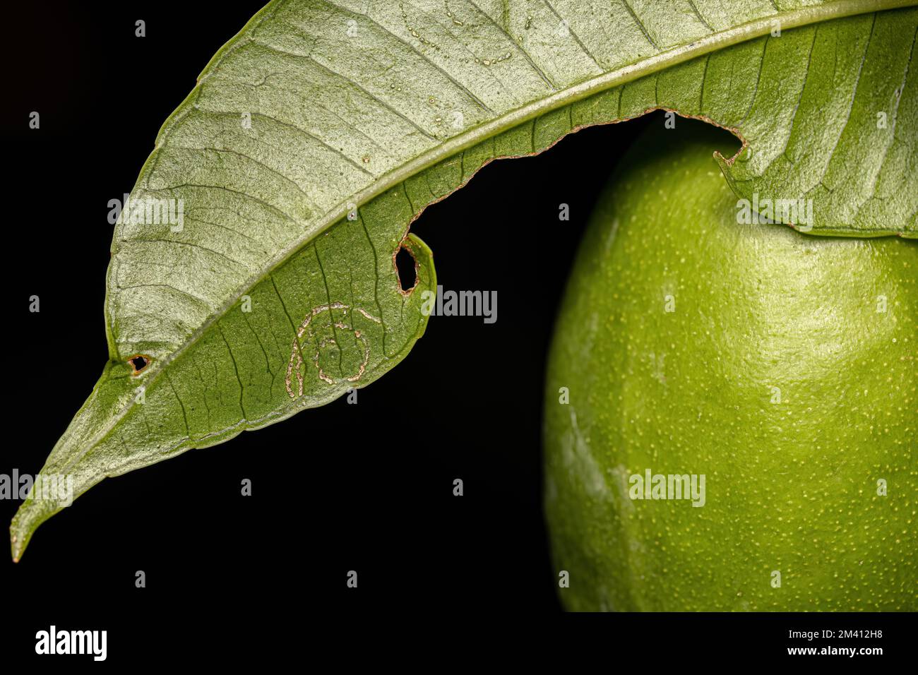 Mombins feuilles d'arbre du genre Spondias avec dommages par les mouches blanches insectes de la famille Aleyrodidae Banque D'Images