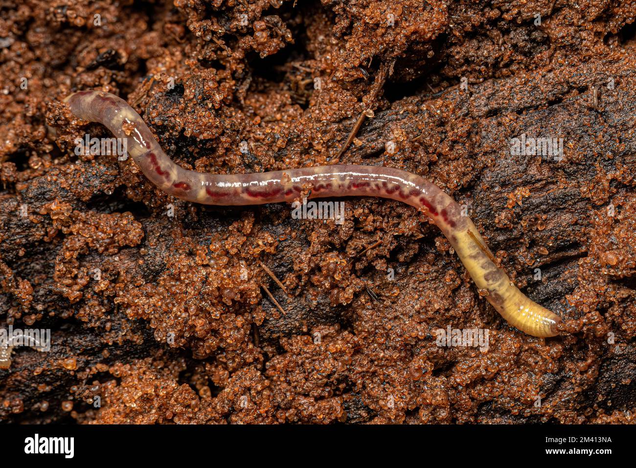 Petite arthropode de la sous-classe Oligochaeta Banque D'Images