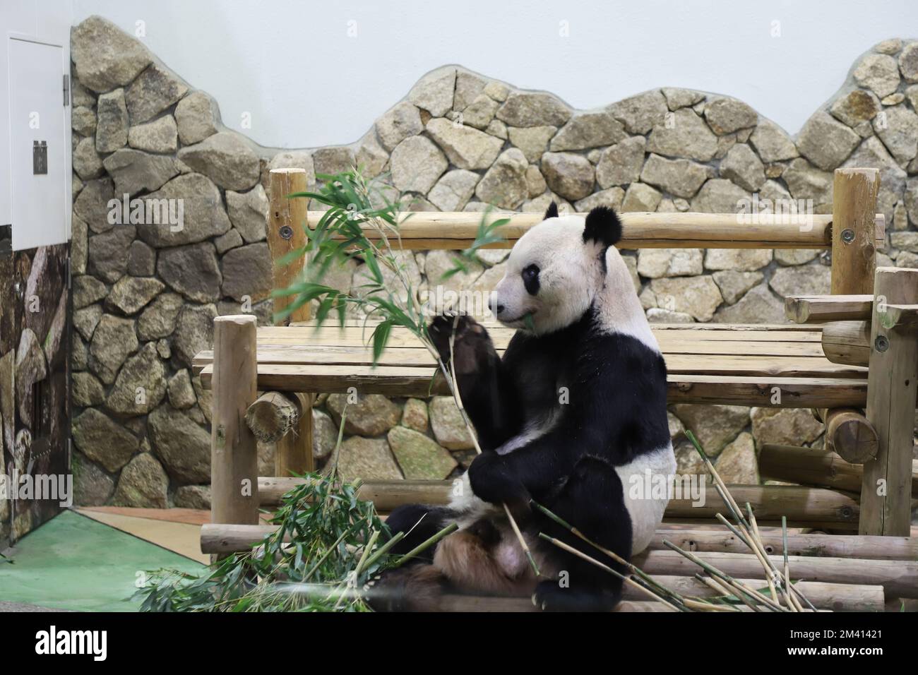 Shirahama, Shirahama de la préfecture de Wakayama au Japon. 17th décembre 2022. Le panda géant Eimei est photographié dans Adventure World, un parc d'attractions à Shirahama, dans la préfecture de Wakayama au Japon, le 17 décembre 2022. Eimei, un panda géant qui vit au Japon depuis 28 ans, a été nommé samedi envoyé spécial pour l'amitié sino-japonaise dans l'ouest du Japon. Credit: Jiang Qiaomei/Xinhua/Alay Live News Banque D'Images